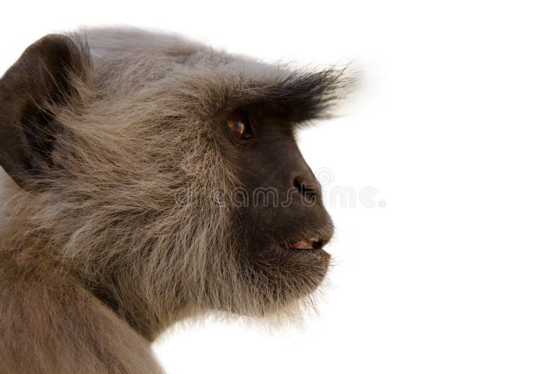 From the life of Langur monkeys Black-shanked douc Semnopithecus hypoleucos. Portrait of old female. Semnopithecus hypoleucos stock images, royalty-free photos and pictures