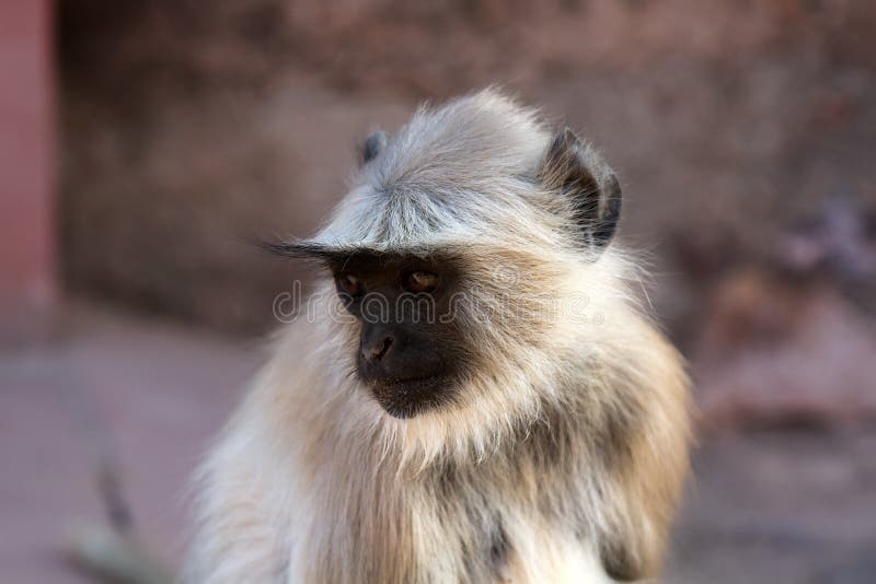 From the life of Langur monkeys Black-shanked douc Semnopithecus hypoleucos. Portrait of young female. Semnopithecus hypoleucos stock images, royalty-free photos and pictures