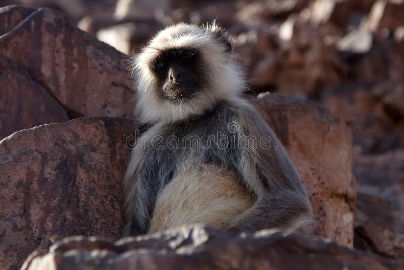 From the life of Langur monkeys Black-shanked douc Semnopithecus hypoleucos. Portrait of a young female. Semnopithecus hypoleucos stock images, royalty-free photos and pictures