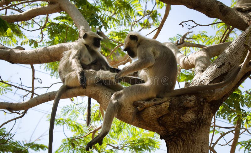 From the life of Langur monkeys (Black-shanked douc (Semnopithecus hypoleucos)). Recreation and games. Is this body job. Semnopithecus hypoleucos stock images, royalty-free photos and pictures