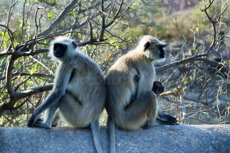 From life of Langur monkeys Black-shanked douc Semnopithecus hypoleucos. Related females sit back to back, because it is better to defend and protect offspring. People use this technique in fight. Semnopithecus hypoleucos stock images, royalty-free photos and pictures