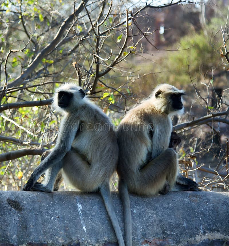From life of Langur monkeys (Black-shanked douc (Semnopithecus hypoleucos). Related females sit back to back, because it is better to defend and protect offspring. People use this technique in fight. Semnopithecus hypoleucos stock images, royalty-free photos and pictures