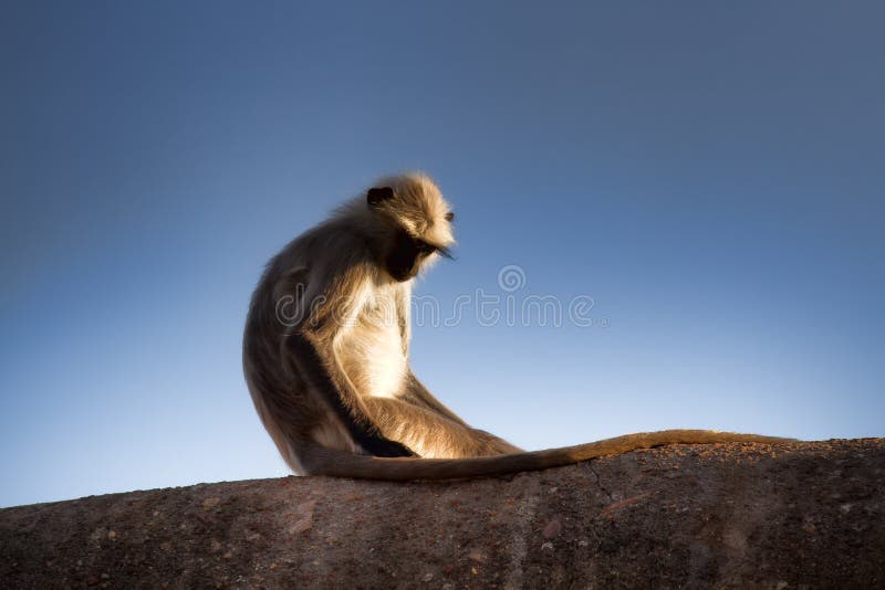 From the life of Langur monkeys (Black-shanked douc (Semnopithecus hypoleucos)). It's like human loneliness. Semnopithecus hypoleucos stock images, royalty-free photos and pictures