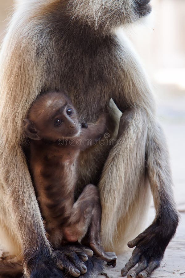 From the life of Langur monkeys Black-shanked douc Semnopithecus hypoleucos. The cub was distracted from the mother`s breast. Semnopithecus hypoleucos stock images, royalty-free photos and pictures