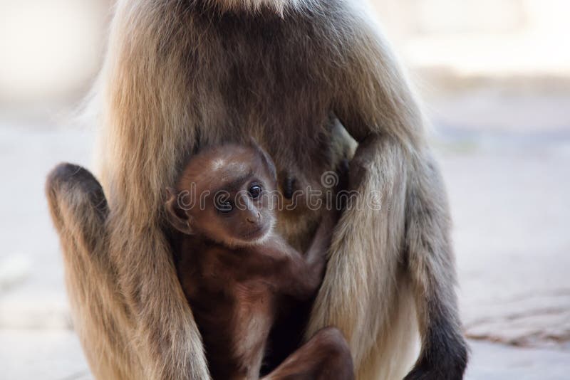 From the life of Langur monkeys Black-shanked douc Semnopithecus hypoleucos. The cub was distracted from the mother`s breast. Semnopithecus hypoleucos stock images, royalty-free photos and pictures
