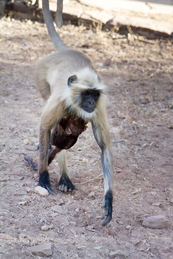 From the life of Langur monkeys Black-shanked douc Semnopithecus hypoleucos. A female with a cub attached to her breast. Semnopithecus hypoleucos stock images, royalty-free photos and pictures