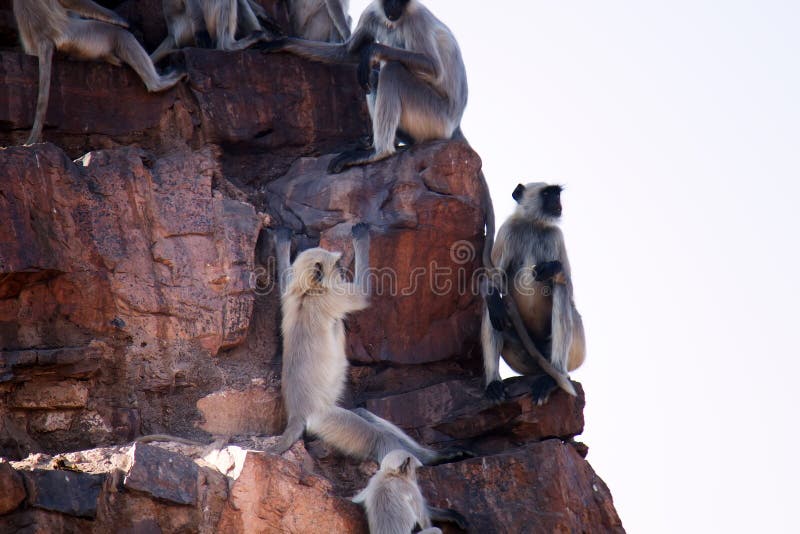 From the life of Langur monkeys Black-shanked douc Semnopithecus hypoleucos. Monkeys on ledges of stones. Semnopithecus hypoleucos stock images, royalty-free photos and pictures