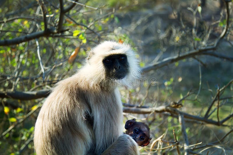 From the life of Langur monkeys (Black-shanked douc (Semnopithecus hypoleucos)). Nursing female with babies. Semnopithecus hypoleucos stock images, royalty-free photos and pictures