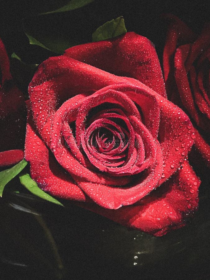 Life like rose stock image. Image of rose, like, life 155663379