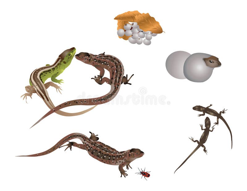 Life Cycle Of A Gecko