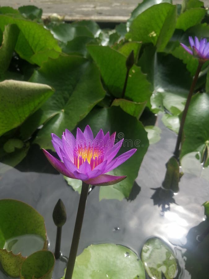 Life Of Lotus Flower From Bud To Seed Stock Image Image of half