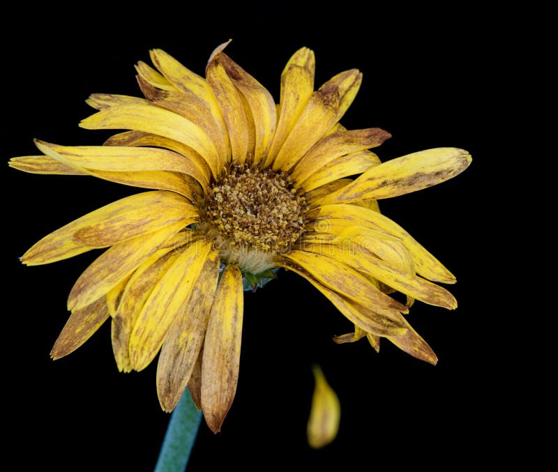 Life melancholy with a wilted flower