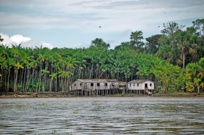 Amazzonia Ribeirnhos è il nome del popolo che vive nei fiumi banche Amaznia, soggiorno e dalla amazzonica ecosistemi.