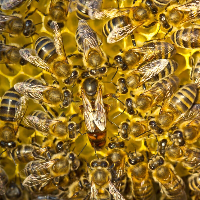 Life and reproduction of bees.Queen bee lays eggs in the honeycomb. stock images Life and reproduction of bees.Queen bee lays eggs in the honeycomb. stock images