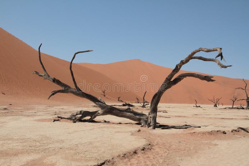 Nel deserto del Namib, nel sud-ovest dell'Africa, alberi lotta per la sopravvivenza in condizioni estreme.