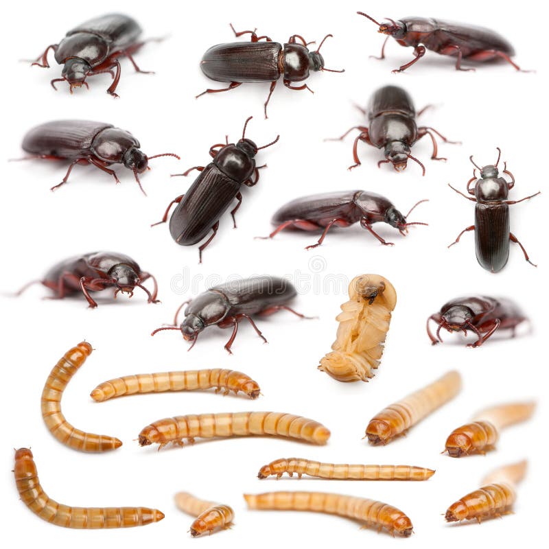 Free Lifecycle Of A Mealworm Composition, Tenebrio Stock Photo - 22928790.