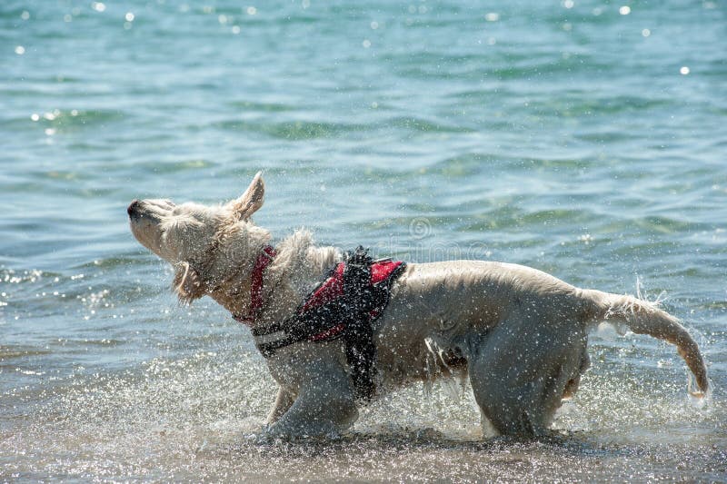 Lifeguard Dog Shake Off Water after Swim Stock Image Image of beach