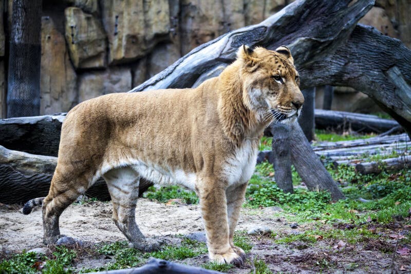 Liger branco para uma caminhada no aviário do jardim zoológico Ligr Um híbrido de um leão e de um tigre Um grande ligra masculino imagens de stock Liger branco para uma caminhada no aviário do jardim zoológico Ligr Um híbrido de um leão e de um tigre Um grande ligra masculino imagens de stock