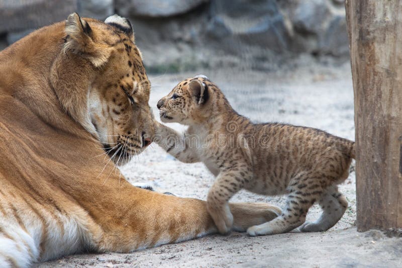 139 Liger Stock Photos - Free & Royalty-Free Stock Photos from Dreamstime 139 Liger Stock Photos - Free & Royalty-Free Stock Photos from Dreamstime