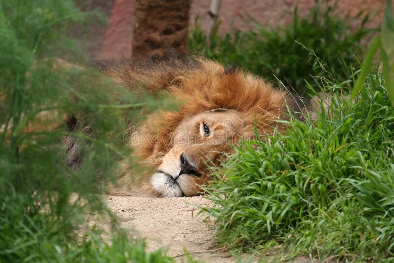 ligga för lion arkivbild ligga för lion arkivbild