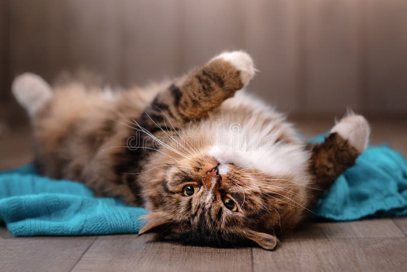 Ligga för strimmig kattkatt royaltyfri fotografi Ligga för strimmig kattkatt royaltyfri fotografi