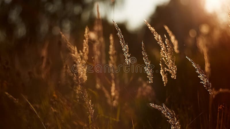 Light backdrop. Beautiful autumn nature. Autumn garden. Grass background. Green farm. Summer color. Abstract art. royalty free stock photography Light backdrop. Beautiful autumn nature. Autumn garden. Grass background. Green farm. Summer color. Abstract art. royalty free stock photography