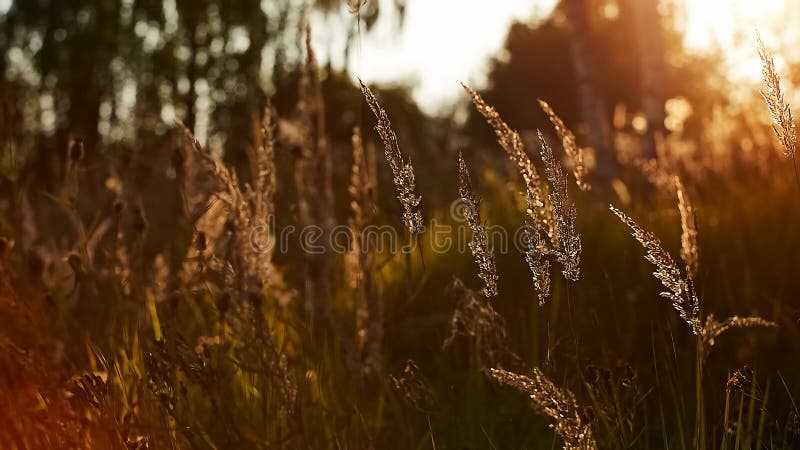 Light backdrop. Beautiful autumn nature. Autumn garden. Grass background. Green farm. Summer color. Abstract art. stock images Light backdrop. Beautiful autumn nature. Autumn garden. Grass background. Green farm. Summer color. Abstract art. stock images