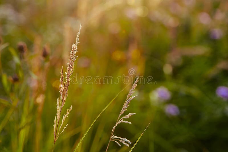 Light backdrop. Beautiful autumn nature. Autumn garden. Grass background. Green farm. Summer color. Abstract art. royalty free stock images Light backdrop. Beautiful autumn nature. Autumn garden. Grass background. Green farm. Summer color. Abstract art. royalty free stock images