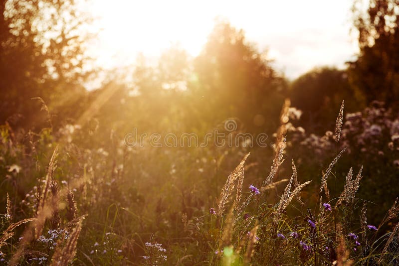 Light backdrop. Beautiful autumn nature. Autumn garden. Grass background. Green farm. Summer color. Abstract art. royalty free stock photos Light backdrop. Beautiful autumn nature. Autumn garden. Grass background. Green farm. Summer color. Abstract art. royalty free stock photos