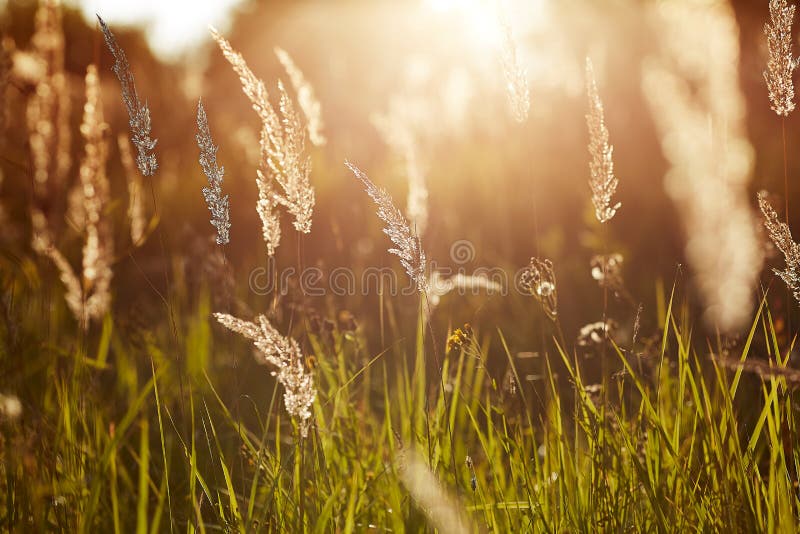 Light backdrop. Beautiful autumn nature. Autumn garden. Grass background. Green farm. Summer color. Abstract art. stock images Light backdrop. Beautiful autumn nature. Autumn garden. Grass background. Green farm. Summer color. Abstract art. stock images