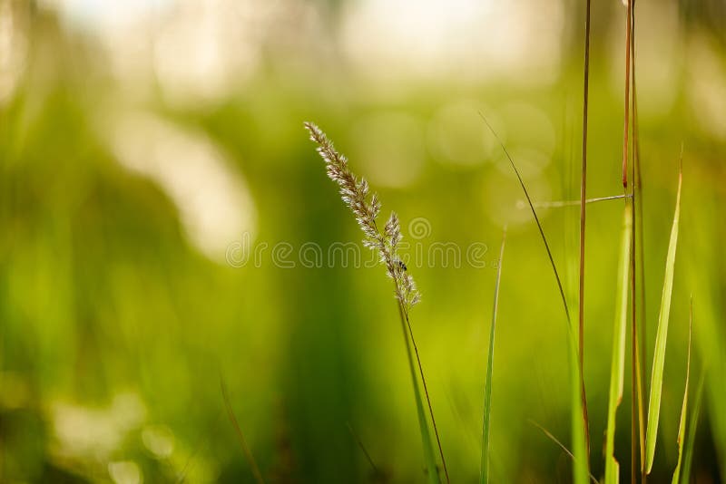 Light backdrop. Beautiful autumn nature. Autumn garden. Grass background. Green farm. Summer color. Abstract art. Light backdrop. Beautiful autumn nature stock photography Light backdrop. Beautiful autumn nature. Autumn garden. Grass background. Green farm. Summer color. Abstract art. Light backdrop. Beautiful autumn nature stock photography