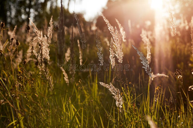 Light backdrop. Beautiful autumn nature. Autumn garden. Grass background. Green farm. Summer color. Abstract art. stock photo Light backdrop. Beautiful autumn nature. Autumn garden. Grass background. Green farm. Summer color. Abstract art. stock photo