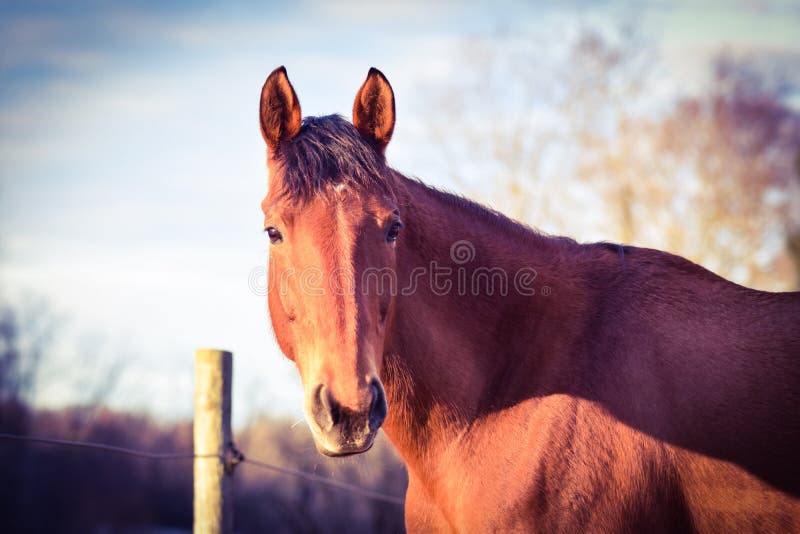 Light Bay Dun Horse Portrait Stock Photo Image of mohawk, forelock