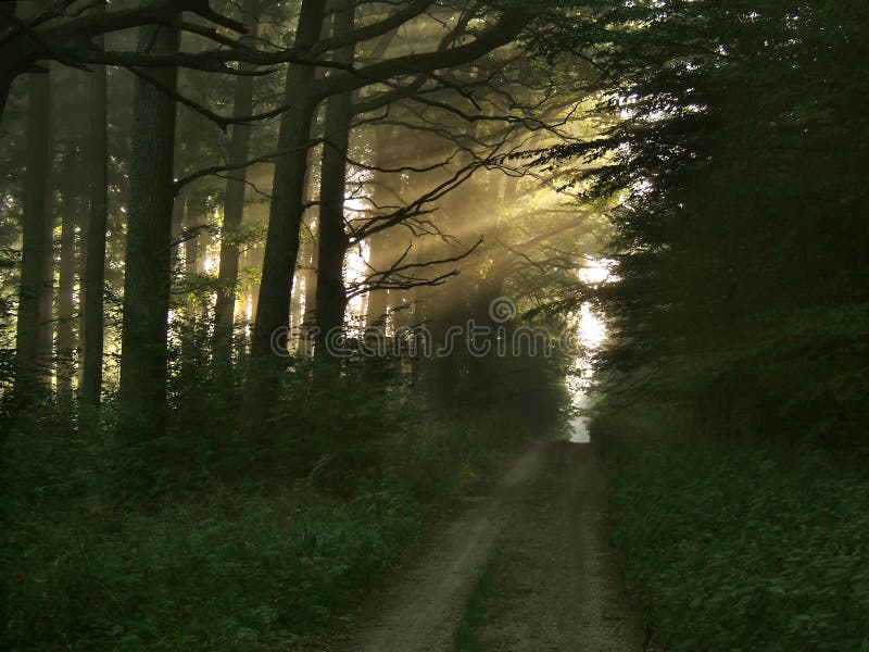 Light beams in forest stock photo