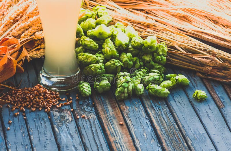 Light beer, malt, hops, barley ears on the table Stock Image Everypixel