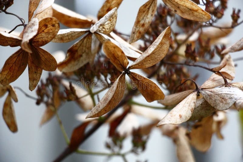 Hydrangea. Dry flowers. stock photo. Image of dark, blue 230264004