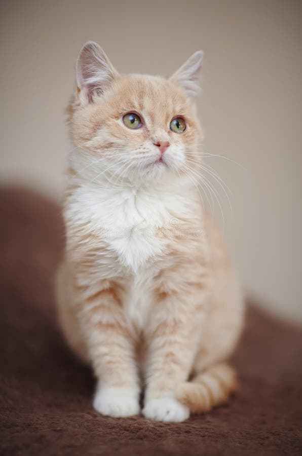 Beige Tabby Kitten on the Windowsill Stock Photo - Image of furry ...