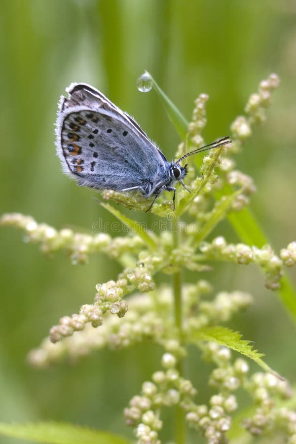 The lightblue butterfly. stock image. Image of moth, leaf 4016395