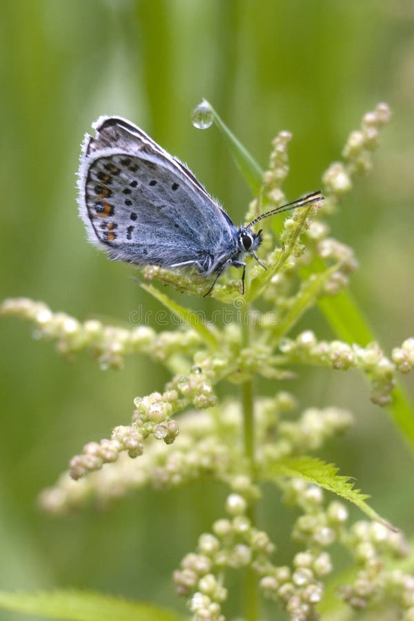 The lightblue butterfly. stock image. Image of botany 30939669