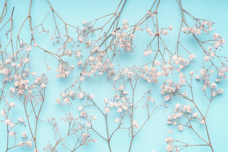 Light Blue Floral Background with White Gypsophila Flowers. Babys-breath  Flowers Pattern on Pastel Blue Stock Photo - Image of floral, blue:  127514128