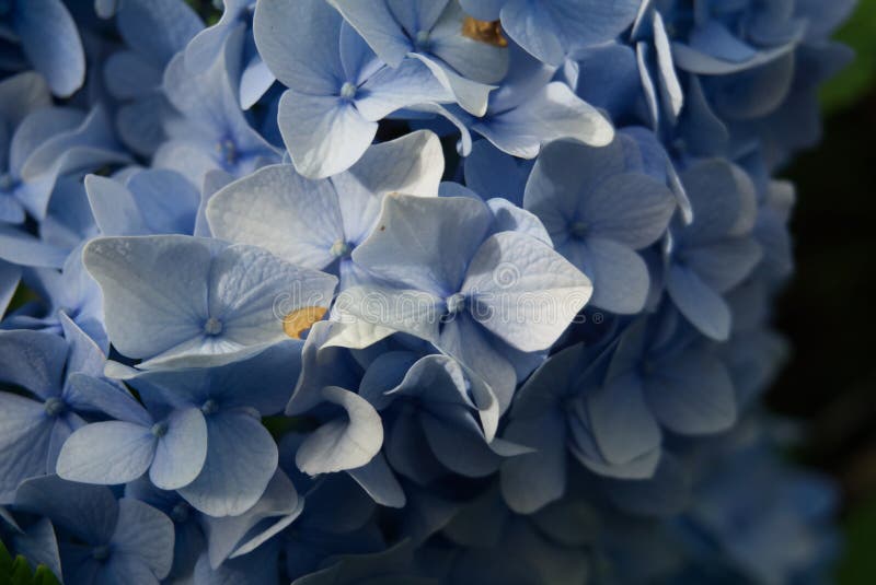 Light blue flower stock image. Image of blue, flowers 190909451