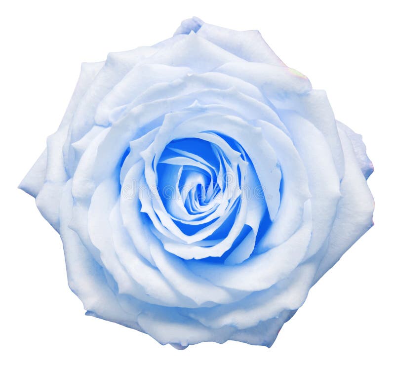 Light Blue Flower Bouquet Amaryllis Isolated on a White Background ...
