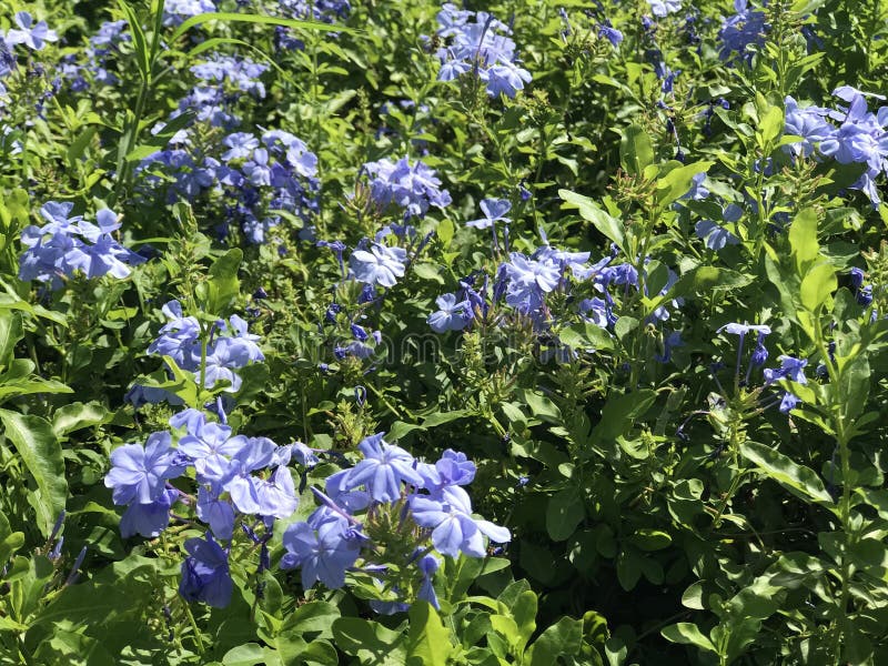 Light blue flowers stock photo. Image of spring, blue - 188115624