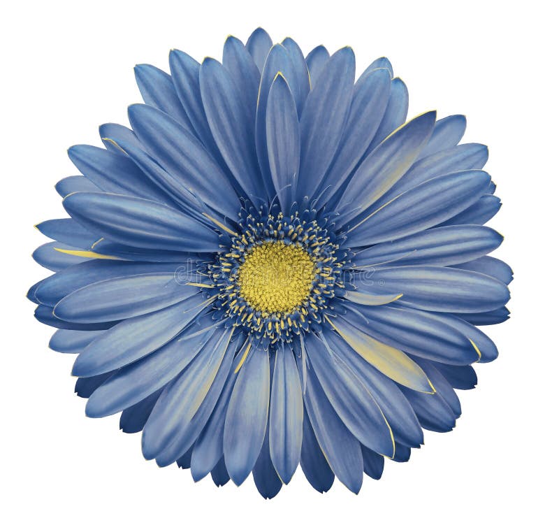 Light Blue Gerbera Flower, White Isolated Background with Clipping Path.  Closeup. No Shadows. for Design Stock Image - Image of home, bouquet:  110687125