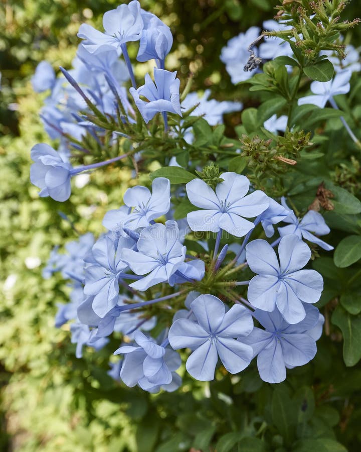 Blue Jasmine Flowers Natural Bouquet Stock Photo Image of flower