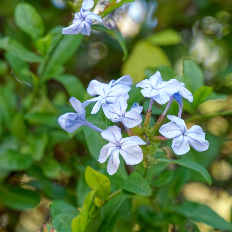 Light Blue Jasmine Flowers Close Up in the Garden Stock Image Image