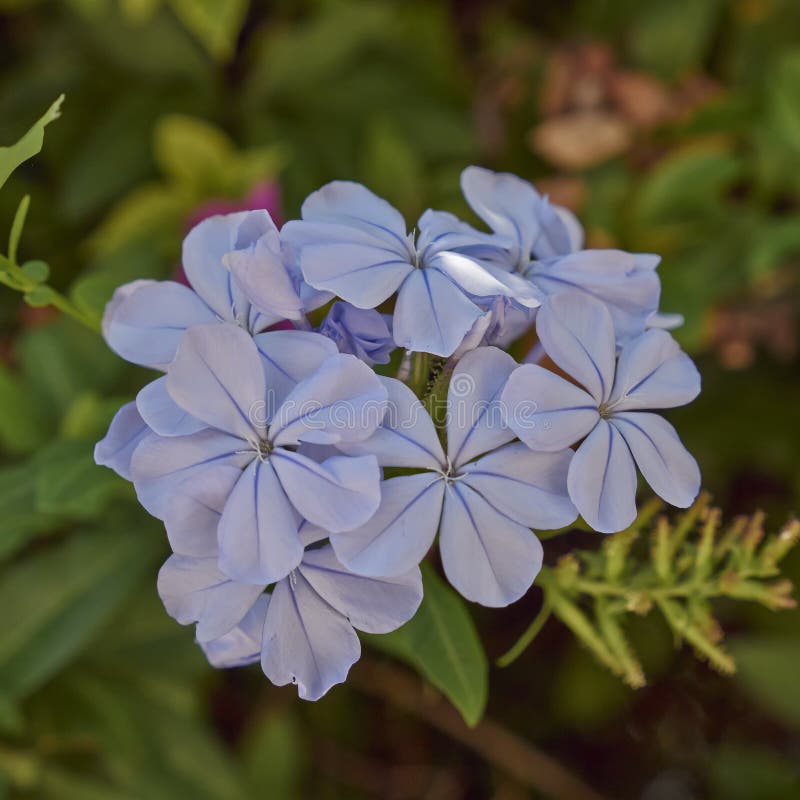 Blue Jasmine Flowers Natural Bouquet Stock Photo Image of flower