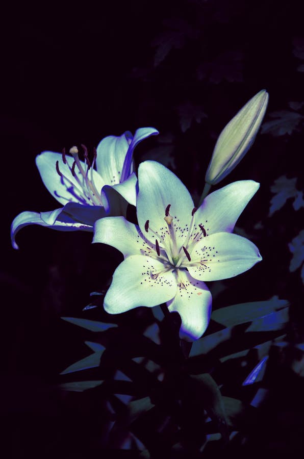 Blue Lily Flowers Close Up Nature Background Stock Image Image of