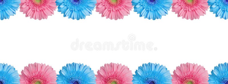 Light blue and pink halves gerbera flowers border on white background isolated close up, half gerber flower seamless pattern