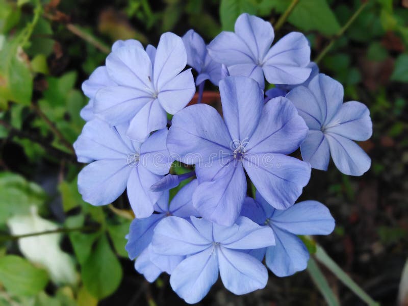 Light Blue Small Flower Bunch of Colourful and Beautiful Stock Photo